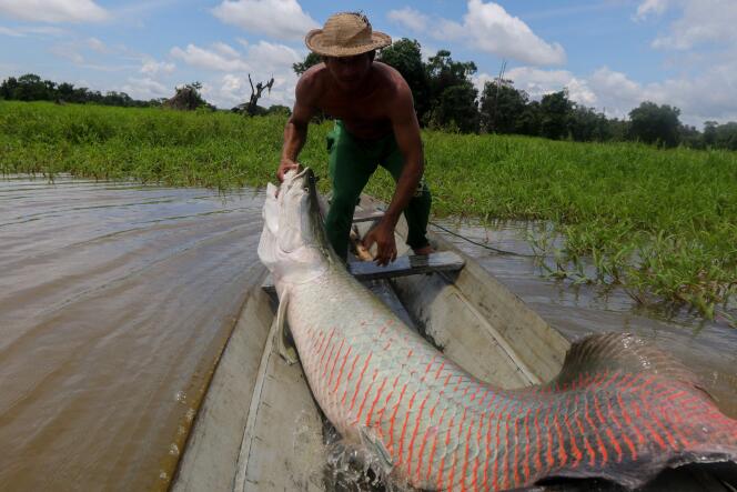 La desaparición de Dom Phillips y Bruno Pereira puede estar vinculada a actividades de pesca ilegal de grandes peces amazónicos, como el pirarucu.  Pereira lideró una lucha contra estas prácticas. 