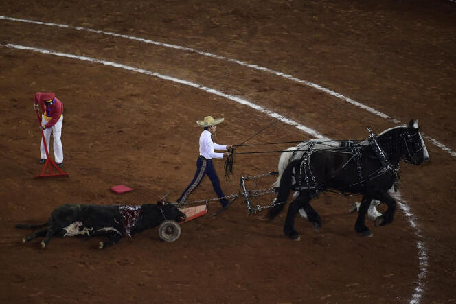 A dead bull is pulled by horses after a bullfight in the Plaza Mexico bullring in the Mexican capital, on February 5, 2022.