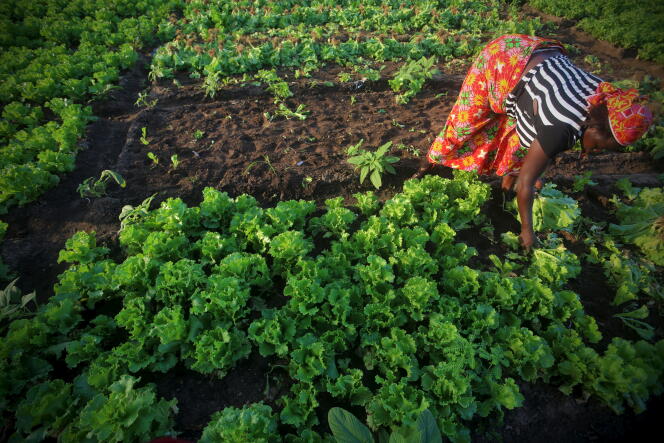 Une femme récolte des salades à Cocody, en Côte d’Ivoire, en 2015.