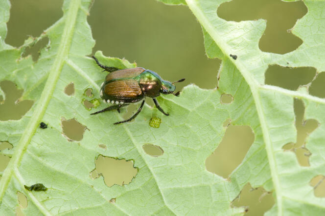 The Japanese beetle (