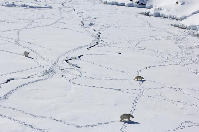 Three adult polar bear moved on the ice floe during the limited period when it is available, in southeast Greenland, in April 2015.