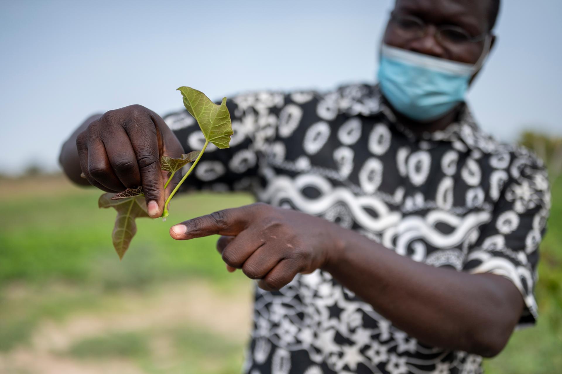 Le professeur César Bassène montre un plant de jatropha, plante médicinale dont on extrait aussi du biocarburant.
