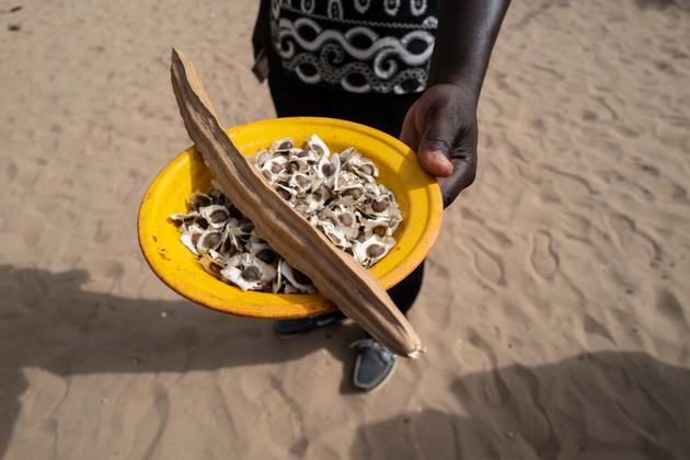 Des graines de moringa dont on extrait de l’huile connue pour ses vertus thérapeutiques.
