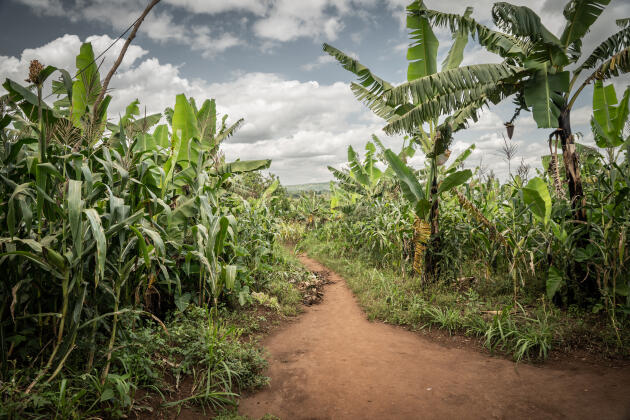 Des plantations à Mwurire, district de Rwamagana, dans l’est du Rwanda, le 3 juin 2022. 