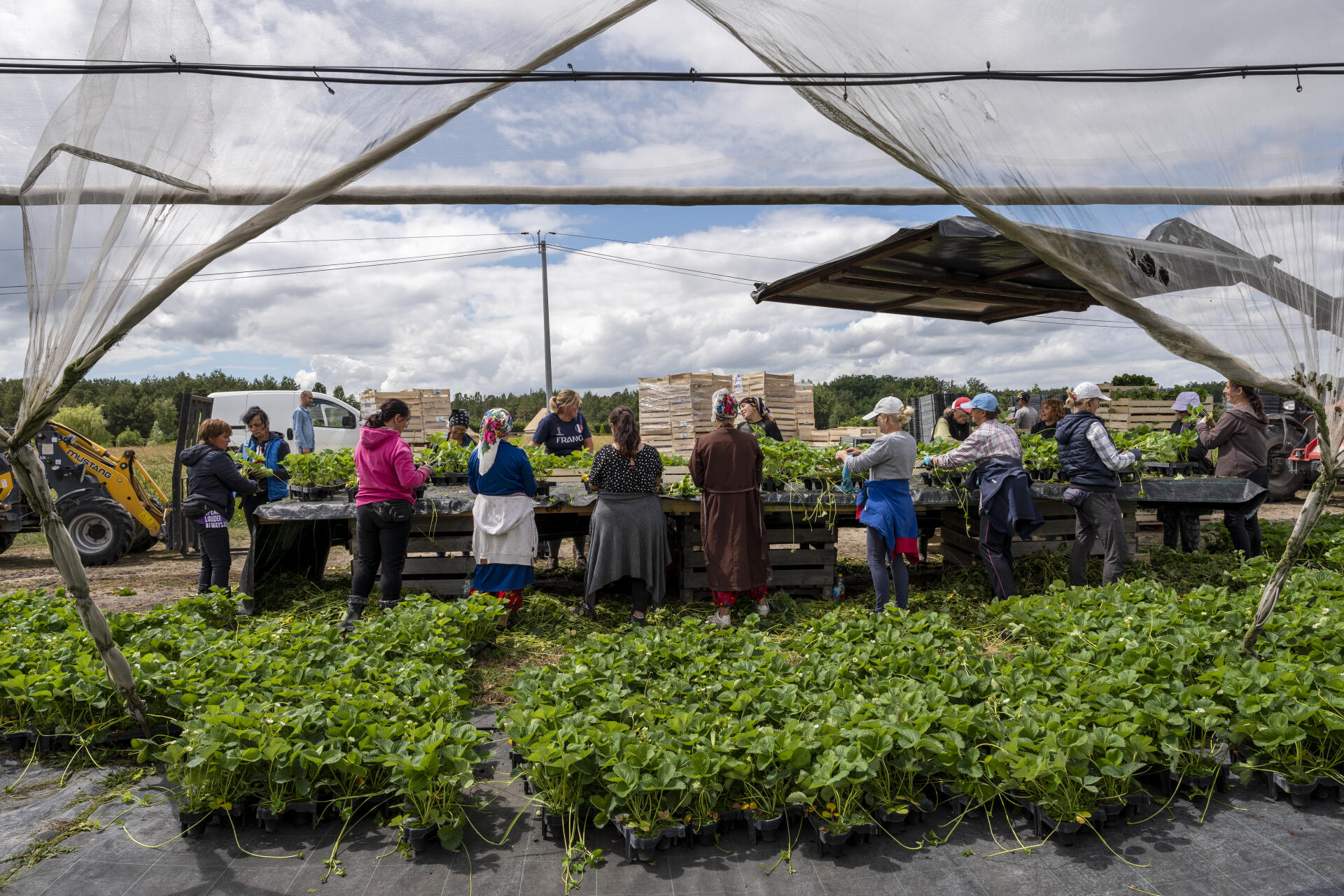 Des saisonniers bulgares travaillent à la préparation de plants de fraisiers, à Fontaine-en-Sologne (Loir-et-Cher), le 8 juin 2022.