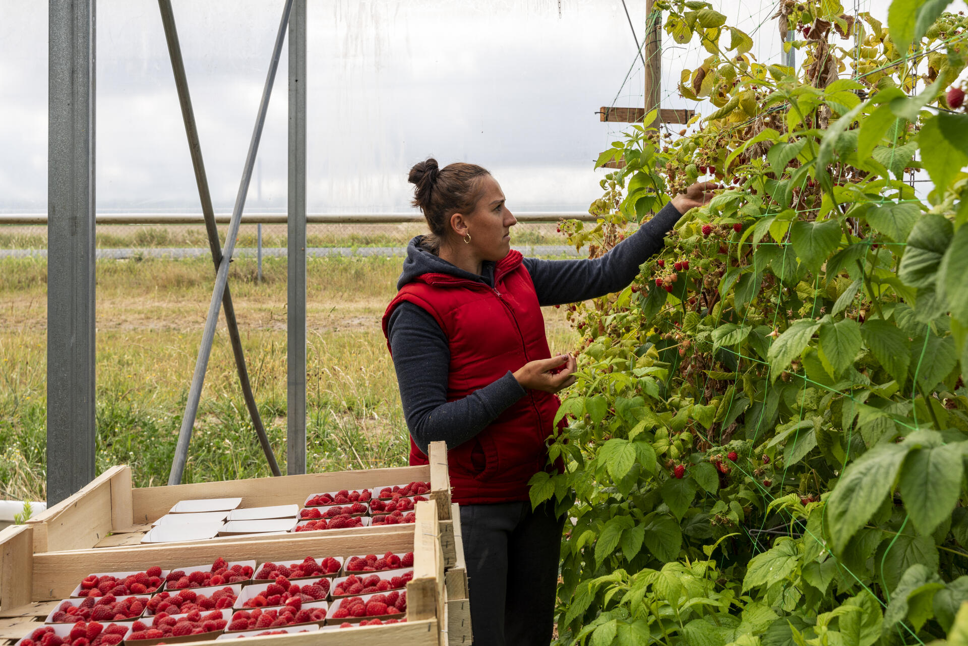 Des saisonniers bulgares travaillent à la cueillette des fraises et des framboises, à Contres (Loir-et-Cher), le 8 juin 2022.