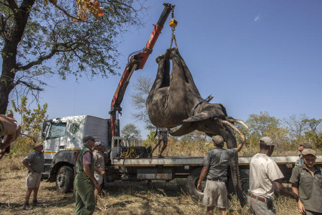 Des membres de l’organisation African Parks transfèrent des éléphants des réserves naturelles de Majete et Liwonde, dans le sud du Malawi, vers celle de Nkhotakota, dans le centre, en juillet 2017.