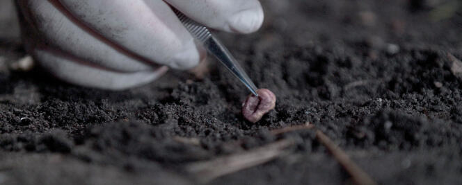 Reconstitution de la découverte d’un minuscule bout d’os de doigt dans la grotte de Denisova, en Sibérie, en 2008.