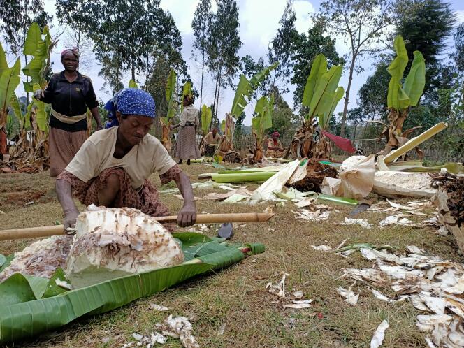 Des femmes du village de Dorze, dans le sud de l’Ethiopie, extraient la pulpe du tronc de l’ensète, le 5 avril 2022. 