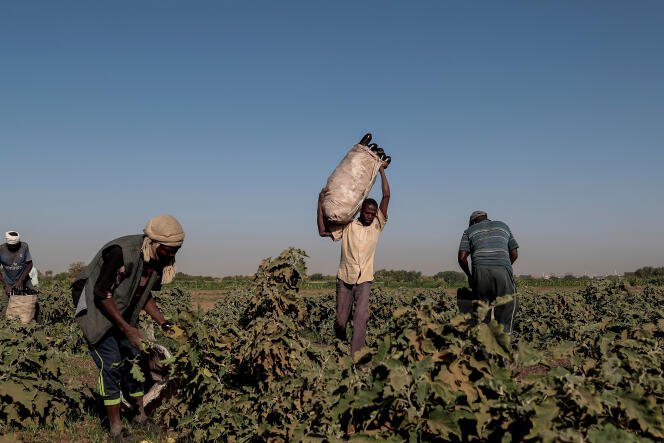Récolte d’aubergines près de Khartoum, au Soudan, en février 2020.