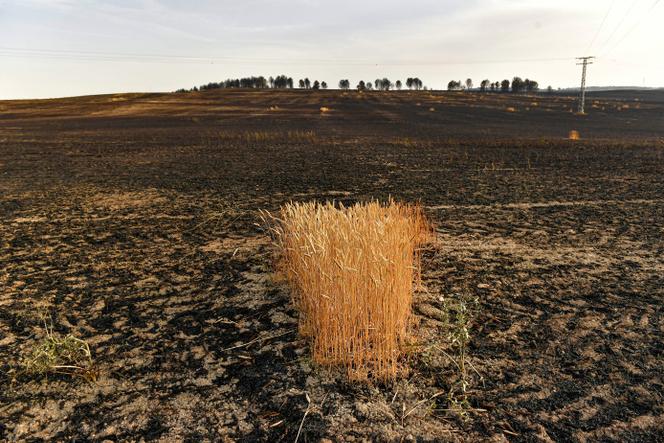 Un paysage brûlé par des incendies de forêt qui ont affecté la région située près de Miranda de Arga, dans le nord de l’Espagne, en juin 2022.
