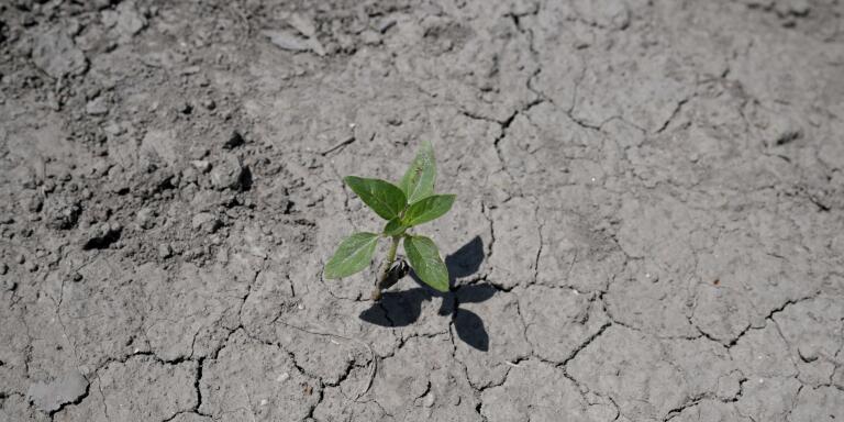 A picture taken on May 19, 2022 in Saint-Gilles, southern France, shows a wild plant on a soil cracked by drought during an exceptional heat episode in France. - Several southern French towns sizzled in record high temperatures for May on May 18, 2022, while the month as a whole is on track to be the hottest since records began, the national weather service said. (Photo by Nicolas TUCAT / AFP)