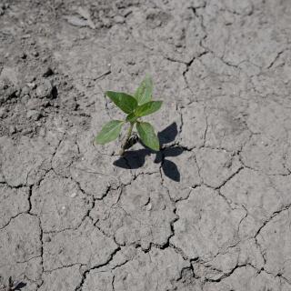 A picture taken on May 19, 2022 in Saint-Gilles, southern France, shows a wild plant on a soil cracked by drought during an exceptional heat episode in France. - Several southern French towns sizzled in record high temperatures for May on May 18, 2022, while the month as whole is on track to be the hottest since records began, the national weather service said. (Photo by Nicolas TUCAT / AFP)