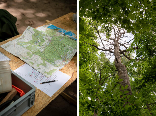 Les zones de prélèvement sont repérées et numérotées sur la carte. A droite, un chêne mort, dans la forêt de Chantilly (Oise)), le 31 mai 2022.