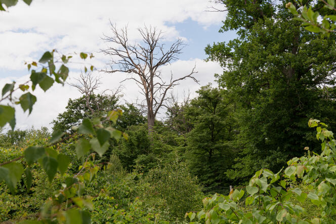 Un chêne mort au milieu de la forêt de Chantilly (Oise), le 31 mai 2022.