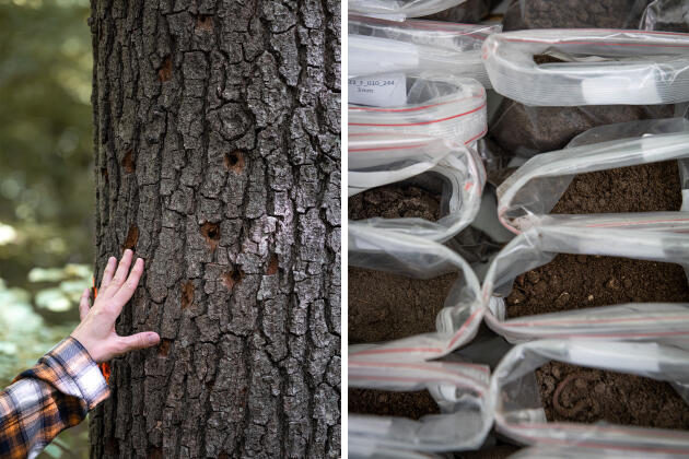This weakened oak is a victim of insects that dig tunnels in its trunk, accelerating its decline. Each sample bag corresponds to a geographical point and will be analyzed.