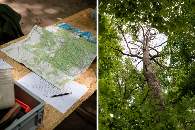 The sampling areas are marked and numbered on the map. On the right, a dead oak tree in Chantilly Forest (Oise), on May 31, 2022.