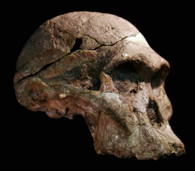 Mrs. Ples (StS 5), discovered in Sterkfontein, South Africa, in 1947, now shown to be contemporary with the East African species of Lucy.