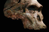 En Afrique du Sud, des australopithèques toujours plus vieux
