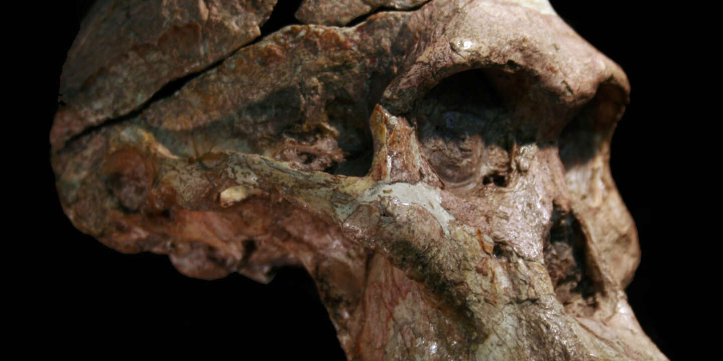En Afrique du Sud, des australopithèques toujours plus vieux