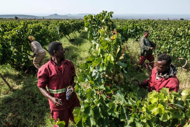 Des ouvriers coupent le raisin dans le vignoble d’Awash Wine, à 120 kilomètres d’Addis-Abeba, en Ethiopie, le 24 juin 2022.