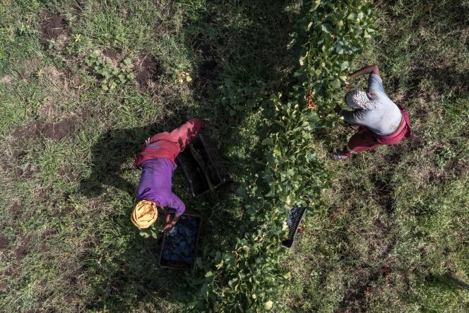 Des ouvriers coupent le raisin dans le vignoble d’Awash Wine, à 120 kilomètres d’Addis-Abeba, en Éthiopie, le 24 juin 2022.