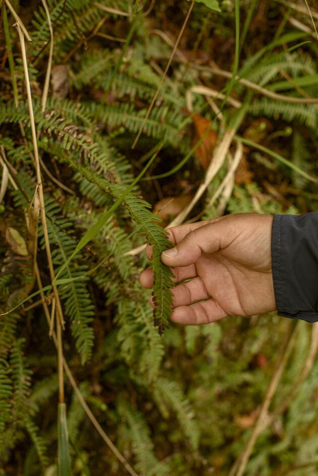Helder Spinola shows an endemic fern in the Queimadas Forest Park, Madeira, Portugal, May 21.