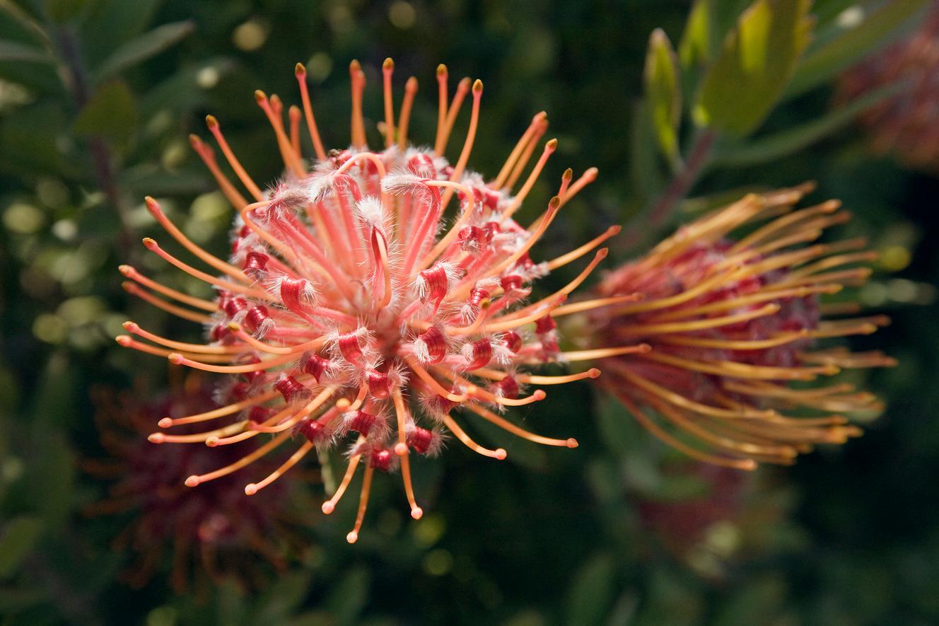 Un jardin vraiment extraordinaire.
