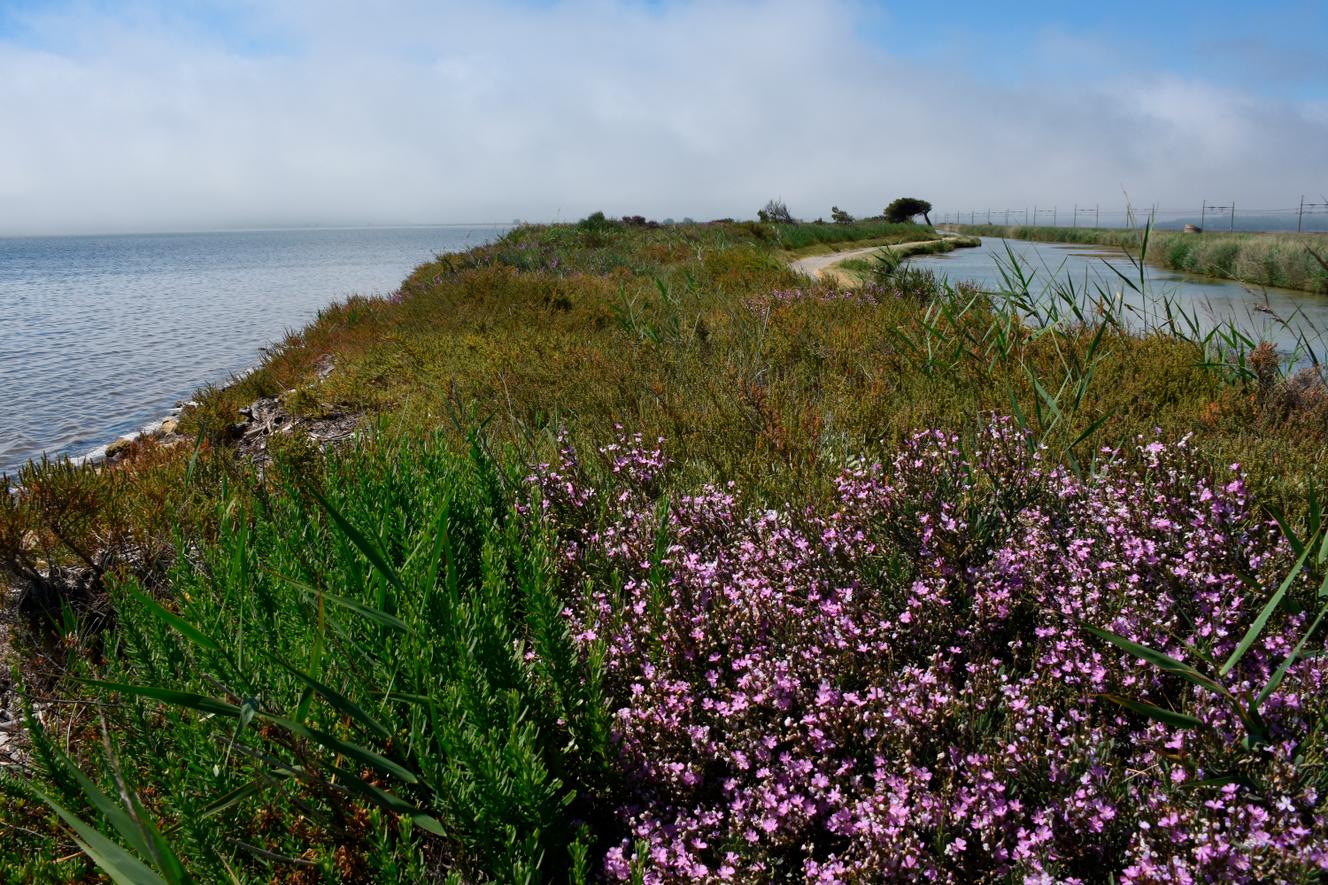 Un observatoire idéal, en pleine réserve naturelle.