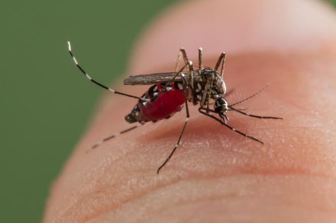 A tiger mosquito (Aedes) in Spain.