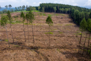 Une zone forestière presque entièrement nue, à Pockau-Lengefeld (Saxe), en Allemagne, le 9 juin 2021.