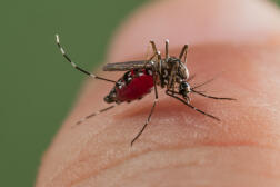 Un moustique tigre (Aedes) en Espagne.