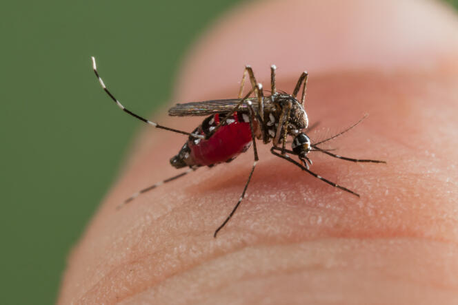 A tiger mosquito (also called Aedes) in Spain.