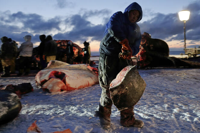 Une baleine boréale est dépecée, des morceaux de graisse en sont extraits, près d’Utqiagvik (Alaska), en octobre 2014.