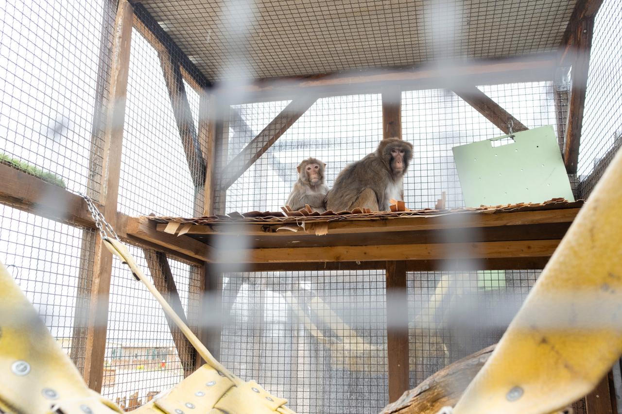 Animal experimentation: Retirement for some lab monkeys