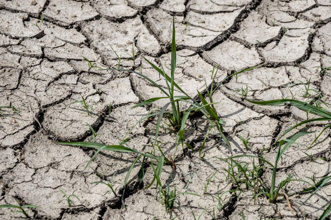 La sécheresse laisse ses marques dans la terre d’une propriété agricole de la Loire, le 2 juin 2022.