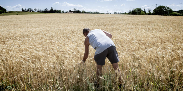 Le 22 juin 2022.
Didier, agriculteur, éleveur de vaches alaitantes et de poulets dans la Loire. Ici dans son champ de blé.