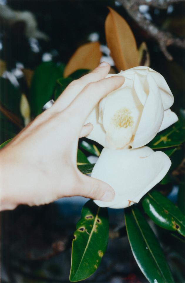 Le magnolia