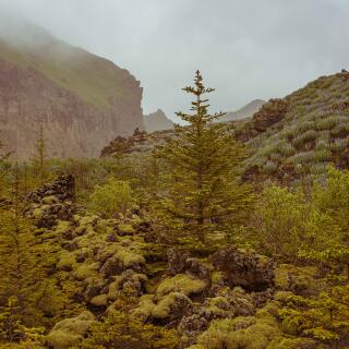 Icelanders' reforestation efforts paint volcanic lava green
