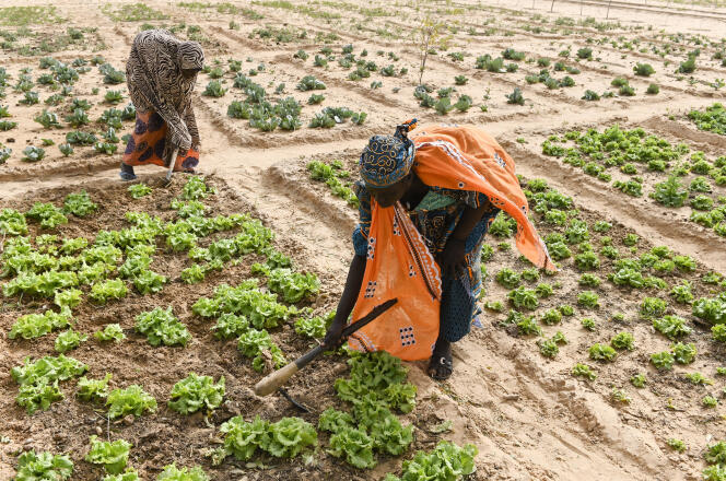 Les femmes désherbent un champ de salades dans un jardin communautaire faisant partie d’un projet de réduction de la pauvreté et d’adaptation au changement climatique, dans le village de Dan Bako (Maradi), au Niger, le 13 février 2020.