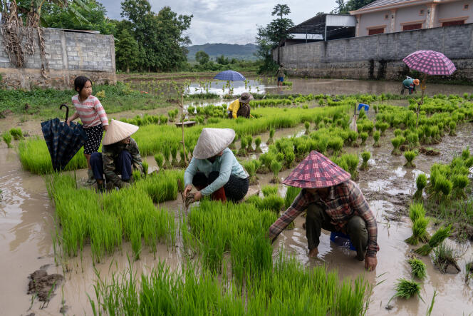Une rizière dans le village de Than Tay, dans la province d’Oudomxay, dans le nord du Laos, le 1er juillet 2022. 