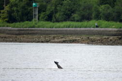 Une orque avait été aperçue dans la Seine, à Jumièges (Seine-Maritime), le 26 mai 2022, après s’être égarée dans le fleuve.