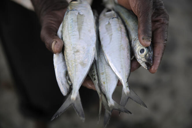 A Kenyan artisan fisherman shows his catch of rabbitfish on June 11, 2022, at Shimoni Port in Kwale County. 