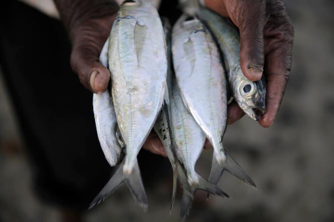 Un pescador artesanal muestra su captura de pez conejo, en el puerto de Shimoni (Kenia), el 11 de junio de 2022. 