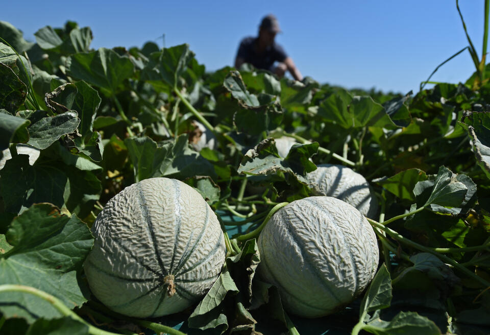 A cultivator works in a melon field on June 19, 2017 in Arles, southern France. (Photo by BORIS HORVAT / AFP)