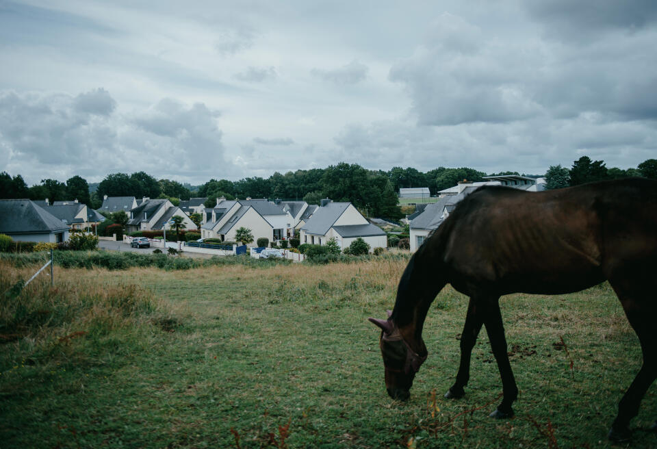 Les chevaux de Karène Lerner sont dans un pré, sur la commune de Baud, le 29 juin 2022.