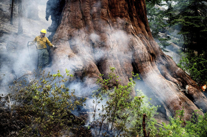 A.D.  On July 8, 2022, a fire extinguisher protects the Sequoia tree during the Washington fire at Mariposa Grove in Yosemite National Park.