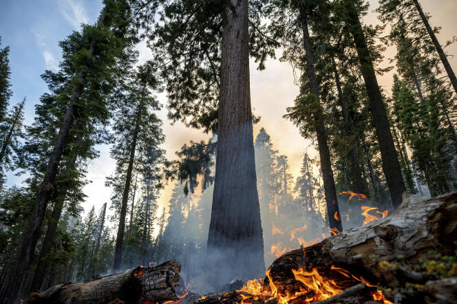 A.D.  On July 8, 2022, a fire broke out in Yosemite National Park in Mariposa Grove of Giant Sequoia. 
