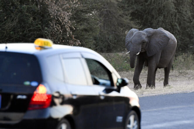 An elephant crosses a road in Kasane, Chobe district in northern Botswana, on May 28, 2019.