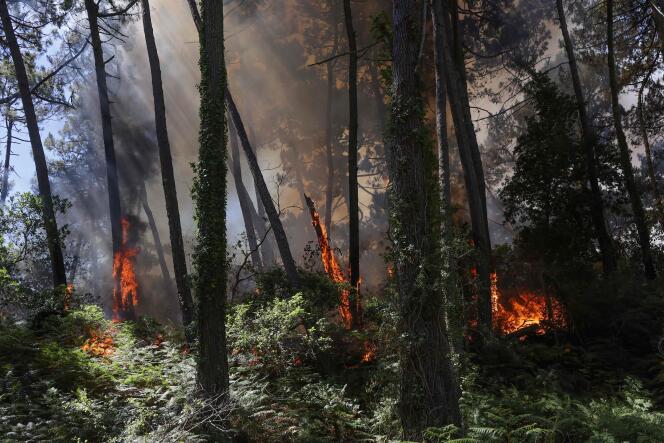 A tree in flames near La Teste-de-Buch, southwestern France, on July 13, 2022